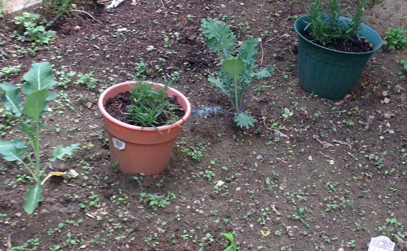 The Constant Gardener